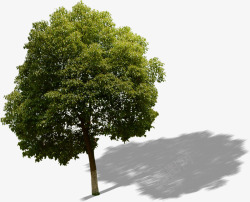 室外环境渲染效果大树素材