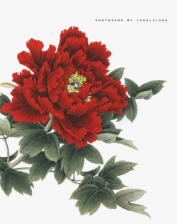 红色分层美丽花朵水墨素材