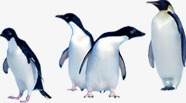 南极企鹅可爱行走动物素材