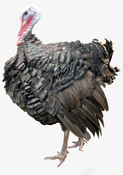 鸡剪纸黑白感恩节的火鸡高清图片
