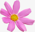 粉色可爱美丽花朵素材