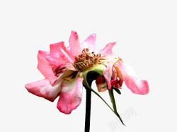 花瓣枯萎凋谢的粉红玫瑰花高清图片