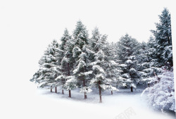 摄影创意合成冬天的森林素材