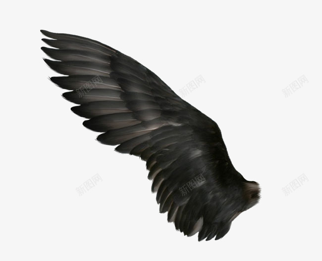 翅膀png免抠素材_88icon https://88icon.com 羽毛 飘浮 黑色