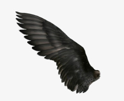 飘浮的羽毛翅膀高清图片