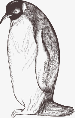 手绘企鹅图案素材