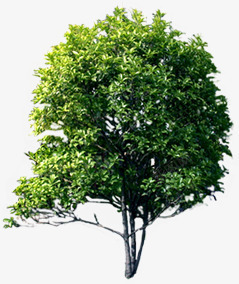 清新环保绿色大树素材