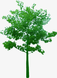 创意绿色植物大树环境渲染素材