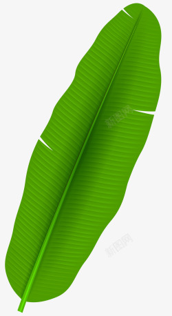 绿色纹理芭蕉叶元素素材