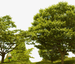 环境渲染效果绿色大树植物素材