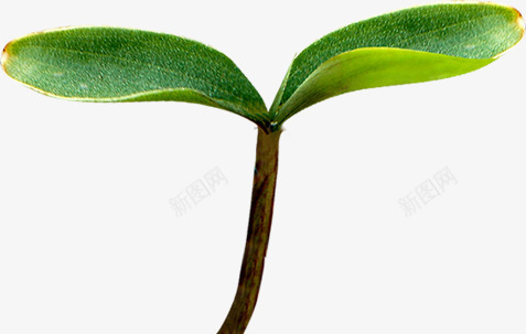 绿色新鲜发芽小草png免抠素材_88icon https://88icon.com 发芽 小草生长过程图 新鲜 绿色
