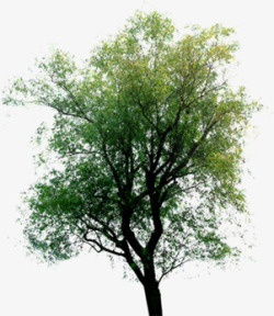 创意绿色草本大树环境渲染素材