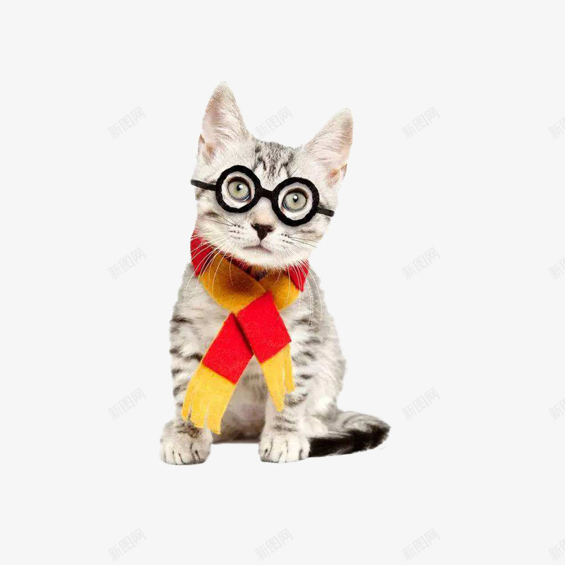 带眼睛的呆萌猫png免抠素材_88icon https://88icon.com 严肃的脸 小奶猫 戴眼镜的猫 瘦小 白色 红黄围巾 黑框眼镜