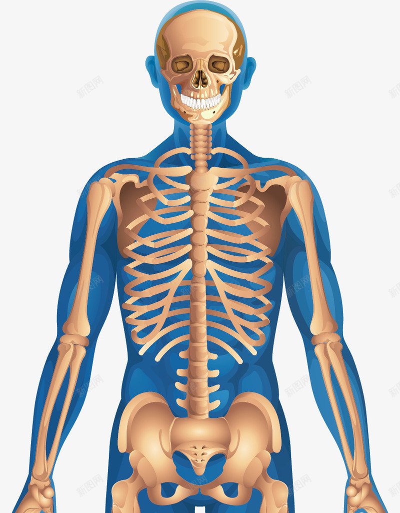 人体骨骼图png免抠素材_88icon https://88icon.com 人体器官 人体肌肉骨骼 人体骨骼图 医疗健康 医疗内脏 医疗卡通 医疗器械 医疗科技 医疗科研 身体构造 骨头人