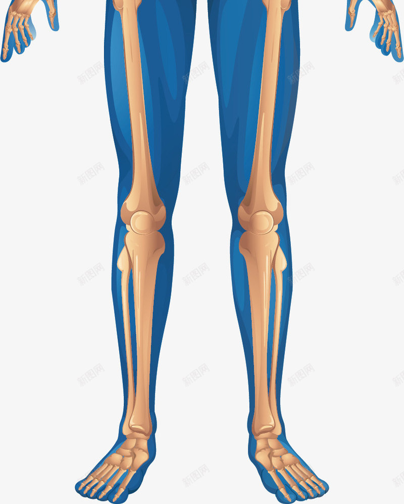 人体骨骼图png免抠素材_88icon https://88icon.com 人体器官 人体肌肉骨骼 人体骨骼图 医疗健康 医疗内脏 医疗卡通 医疗器械 医疗科技 医疗科研 身体构造 骨头人