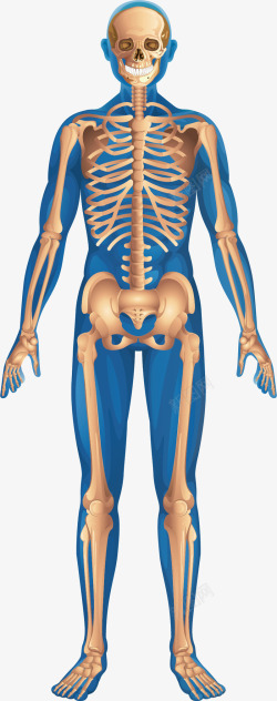 人休器官人体骨骼图高清图片
