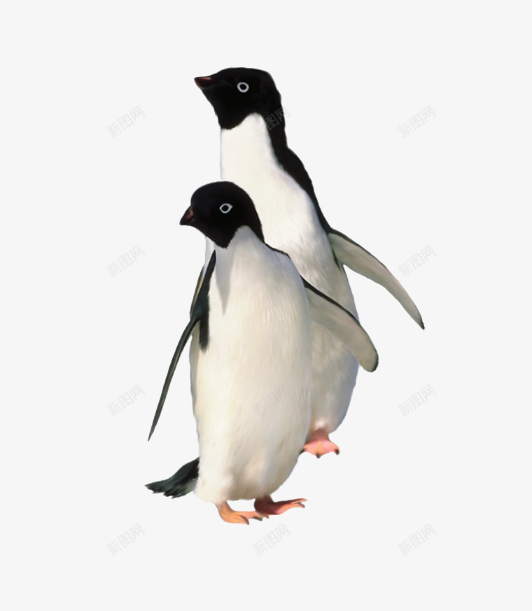 可爱企鹅png免抠素材_88icon https://88icon.com 企鹅 动物 北极 南极 可爱动物 极地动物