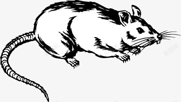 黑白色的老鼠图标图标