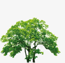 绿树稀疏美景大树素材