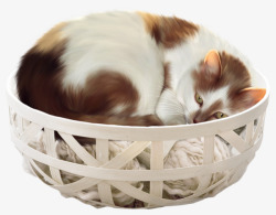 篮子里睡觉的猫咪素材