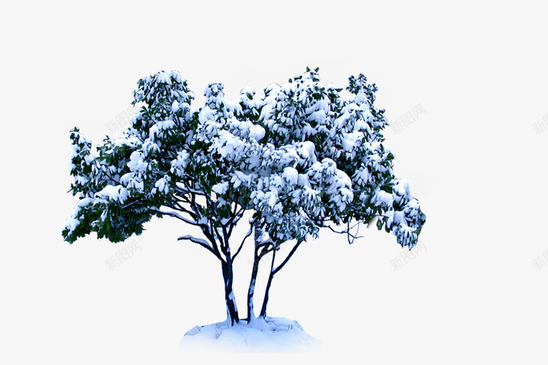 雪中的树木png免抠素材_88icon https://88icon.com 冬季 树木 灌木 雪中