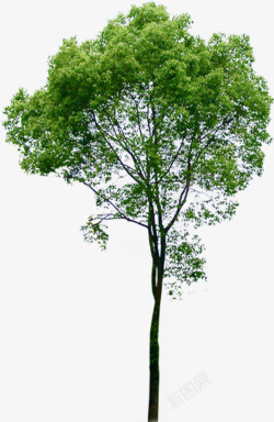摄影绿色的大树造型素材