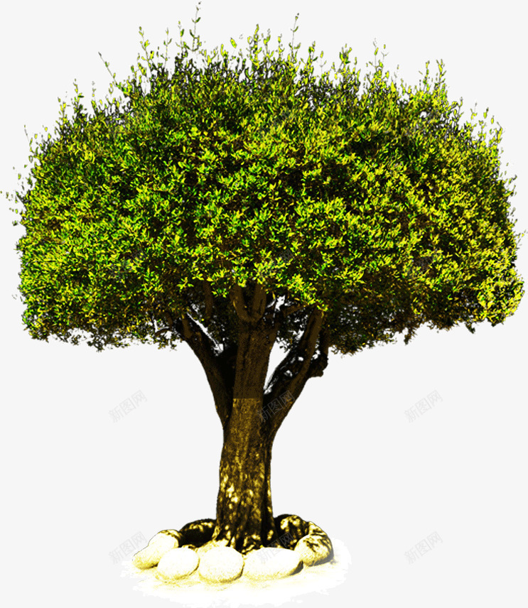 葱郁茂密的大树png免抠素材_88icon https://88icon.com 大树 枝叶 树叶 茂密 葱郁