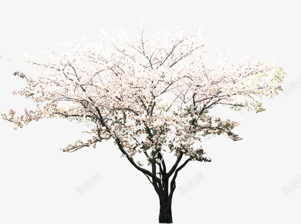 粉色唯美花朵大树png免抠素材_88icon https://88icon.com 大树 粉色 花朵