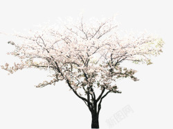粉色唯美花朵大树素材