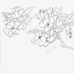 中国风手绘玉兰花素材