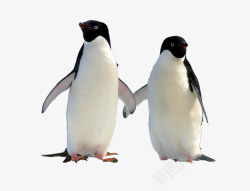 两只企鹅素材