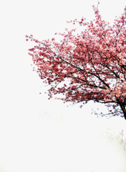 粉色水墨唯美意境大树花朵素材