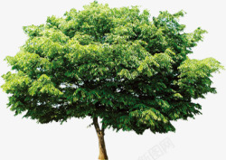 环保绿色大树植物装饰素材