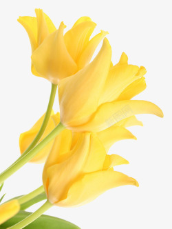 漂浮鲜花黄色郁金香高清图片