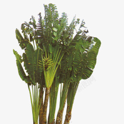 大自然绿植素材