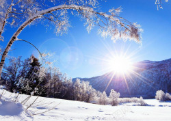 冬季景观冬季韵味景观高清图片