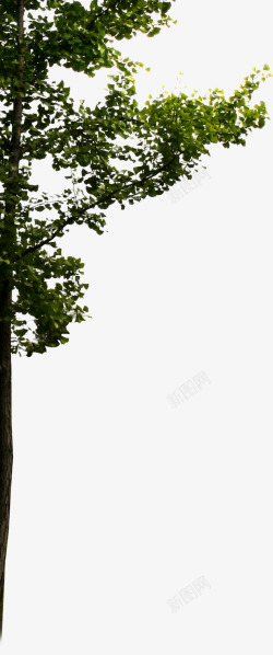 创意室外摄影大树树木素材