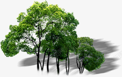 园林大树美景树影png免抠素材_88icon https://88icon.com 园林 大树 树叶光影 树叶影子 树叶阴影 树影 美景