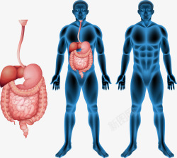 男人消化系统男人消化系统高清图片