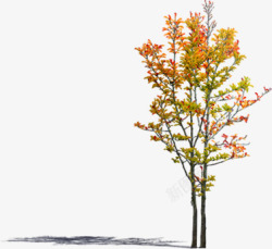 秋季小区黄色景观大树素材