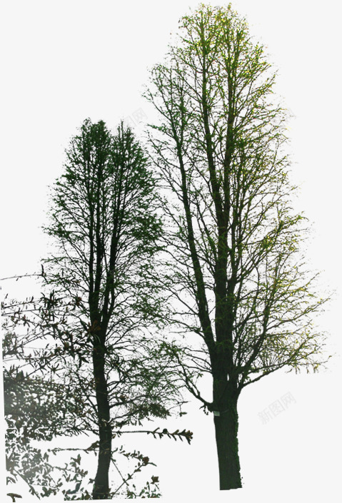 创意合成摄影渲染大树树木png免抠素材_88icon https://88icon.com 创意 合成 大树 摄影 树木 渲染