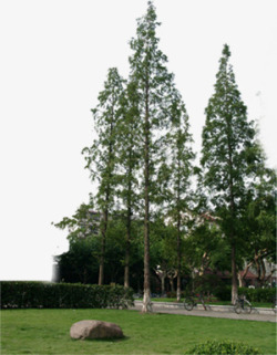 环境渲染效果绿色大树树木素材