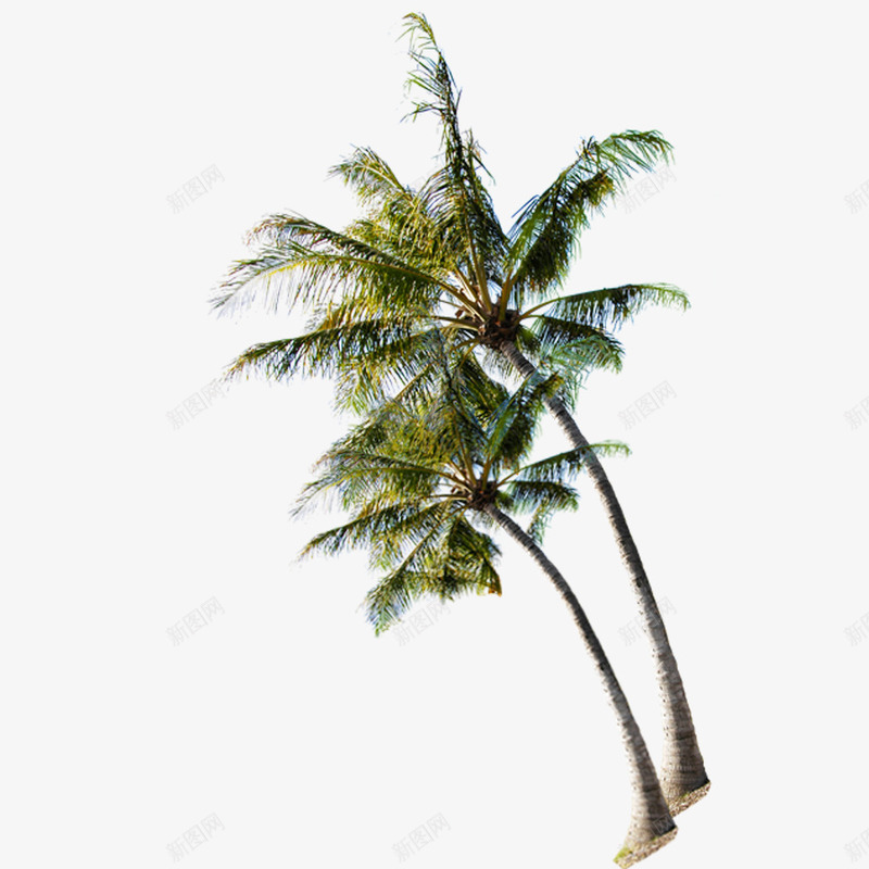 夏日海滩上的椰子树png免抠素材_88icon https://88icon.com 夏日海滩 椰子树 热带树 绿色