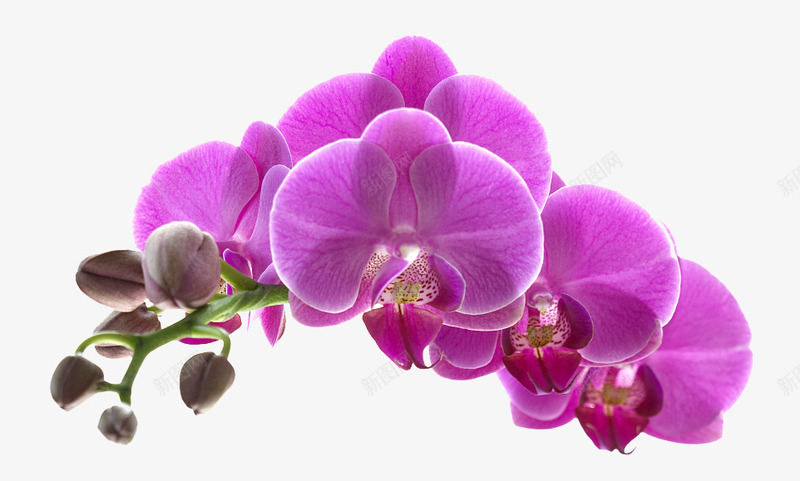 紫色花朵png免抠素材_88icon https://88icon.com 一枝紫色的花 一枝花 七叶 漂亮 美丽的鲜花 胡姬花 胡姬花矢量 花枝 花瓣 花骨朵