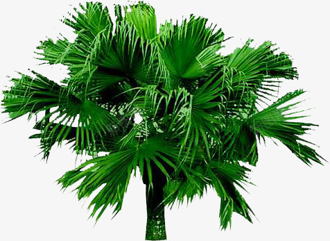 绿色大树园林植物装饰png免抠素材_88icon https://88icon.com 园林 大树 植物 绿色 装饰