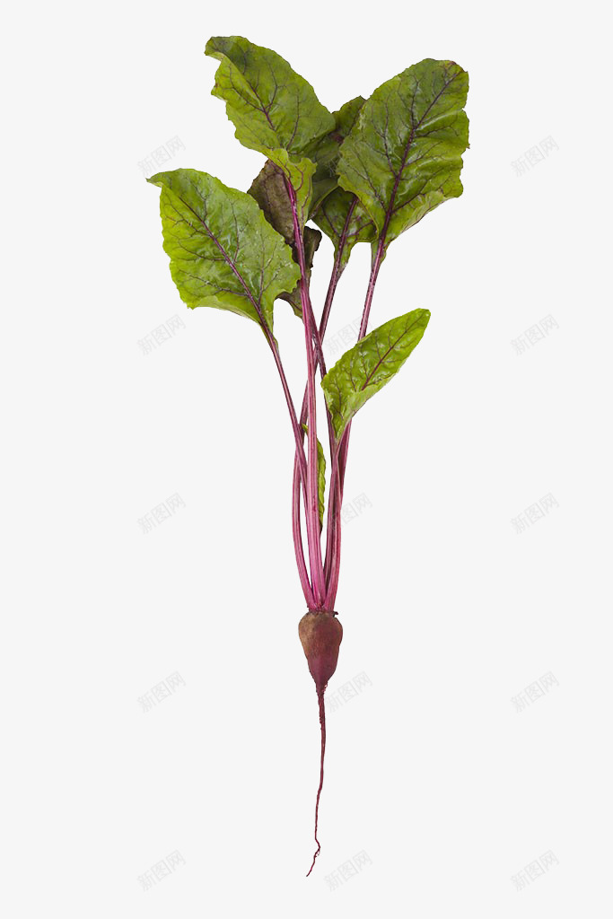 新鲜甜菜png免抠素材_88icon https://88icon.com 实物 新鲜 有机 植物 甜菜 生食 蔬菜 食材 高清图片
