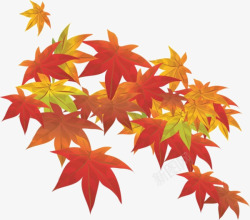 手绘枫叶素材