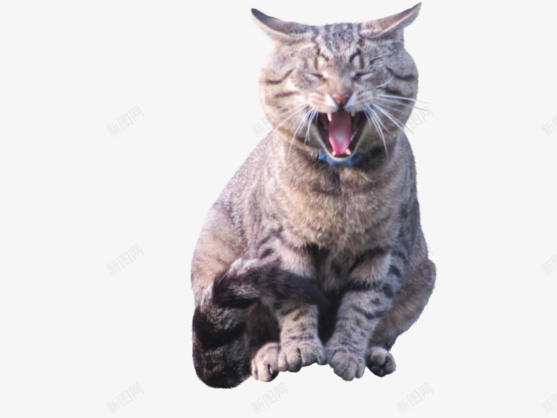 张嘴的小猫png免抠素材_88icon https://88icon.com 动物 小猫 张嘴 花猫 褐色