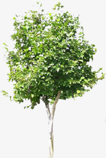 绿色大树笔直植物素材