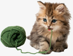 玩毛线球的猫玩毛线的猫咪高清图片
